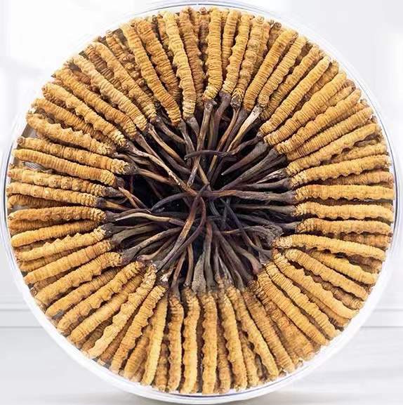 凌海冬虫夏草回收